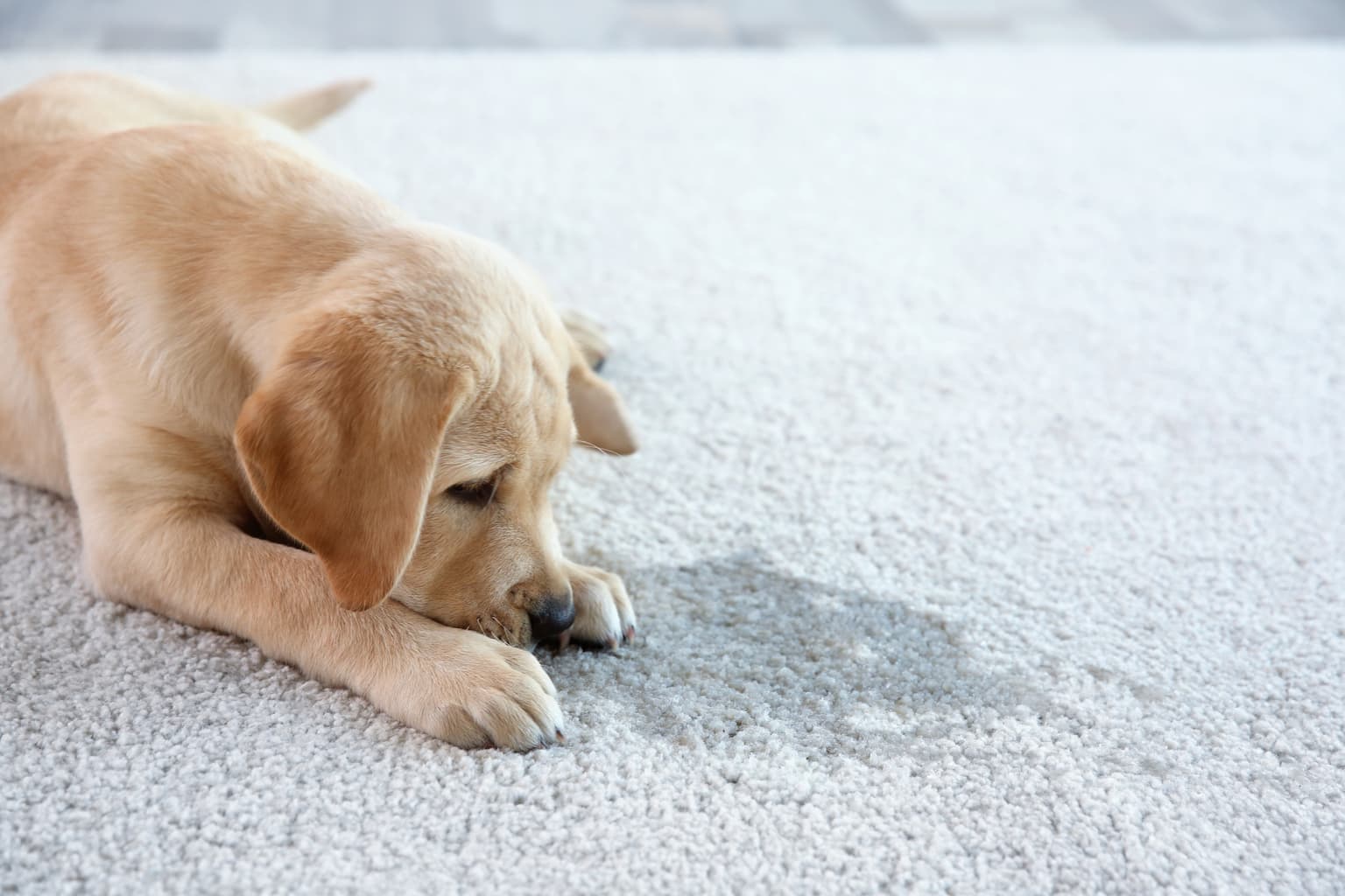 Pet Odor & Stain Removal